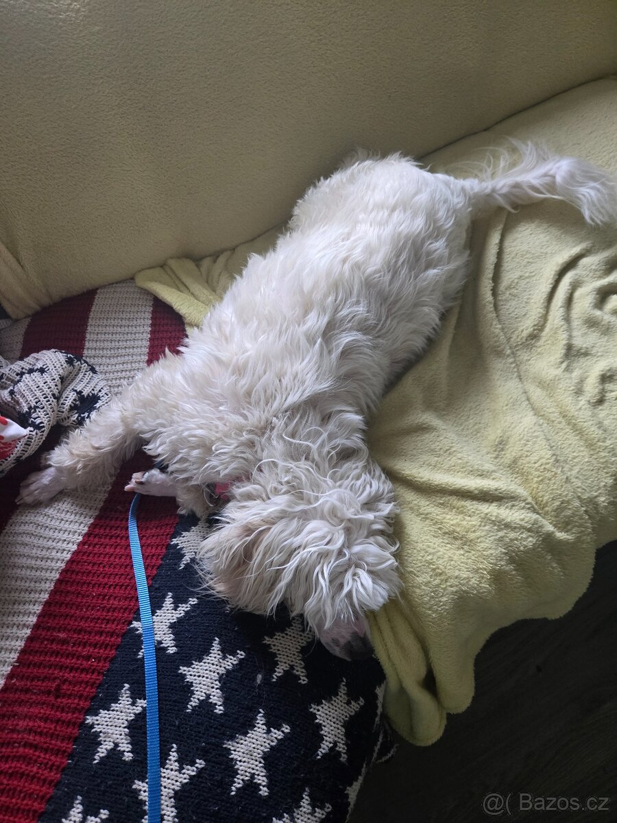 Čínsky chocholatý pes s PP Diego - 4