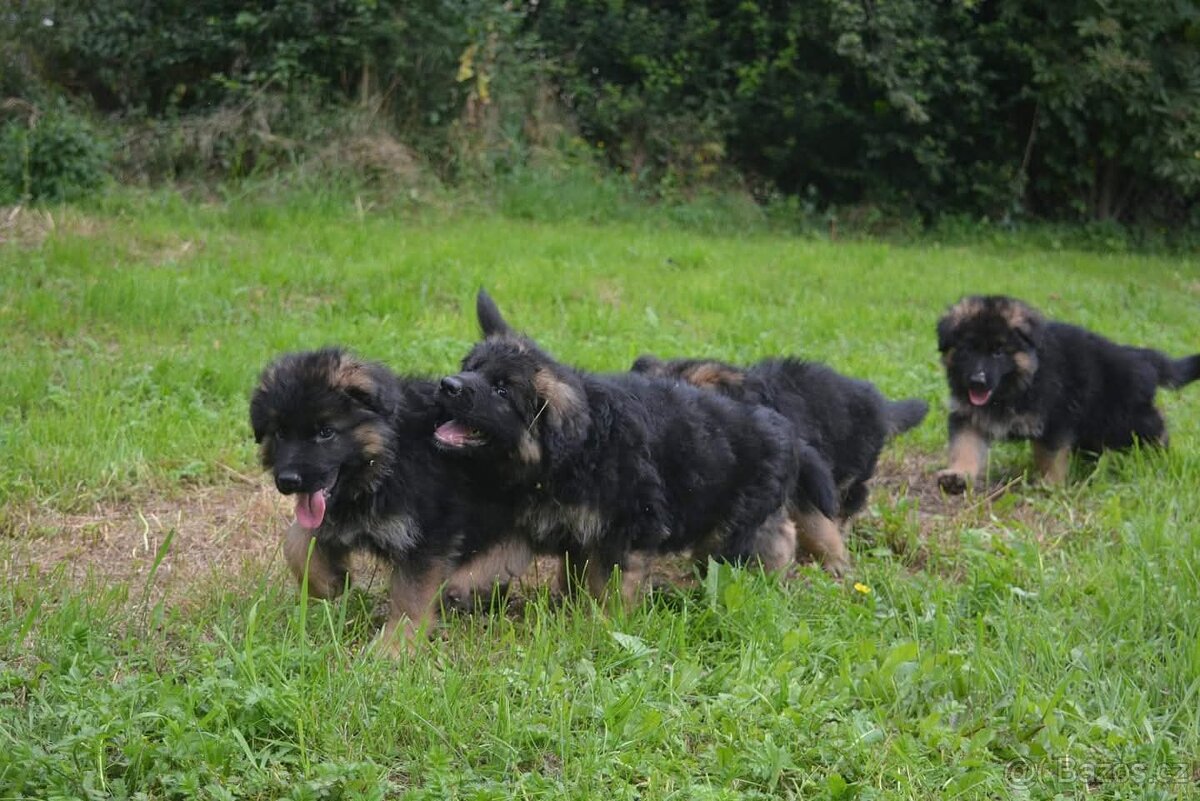 Německý ovčák s PP výběrový chov - 4