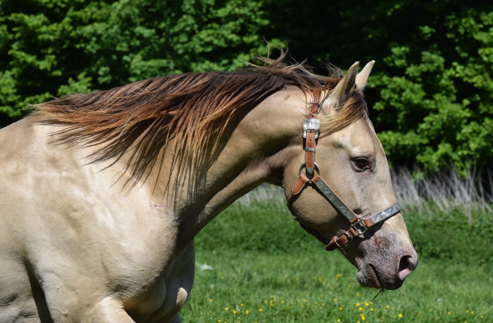 Připouštění AQH plemenným hřebcem Classic Champagne - 4