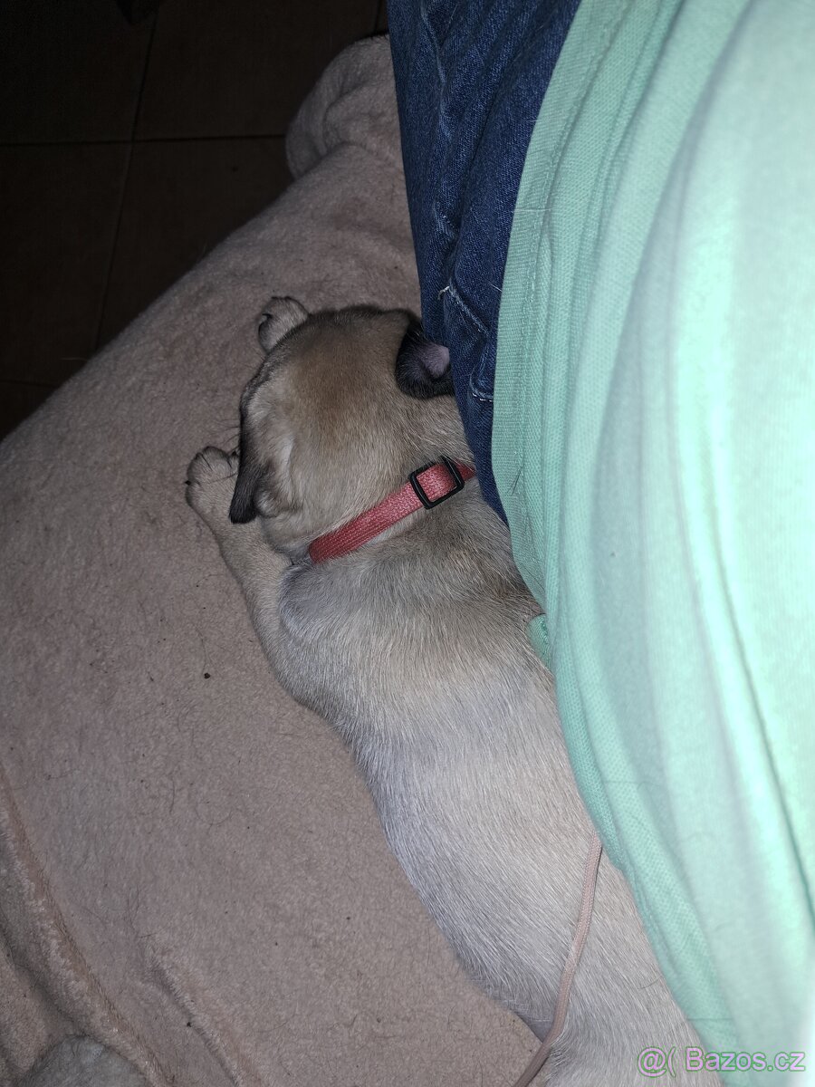 Mops štěňátka s PP k odběru - 4