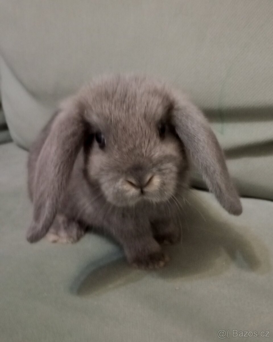 Zakrslý beránek králíček - 4