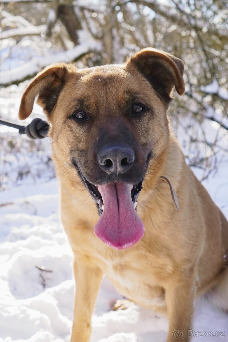 YOGI - kastrovaný psík 4 roky - 4