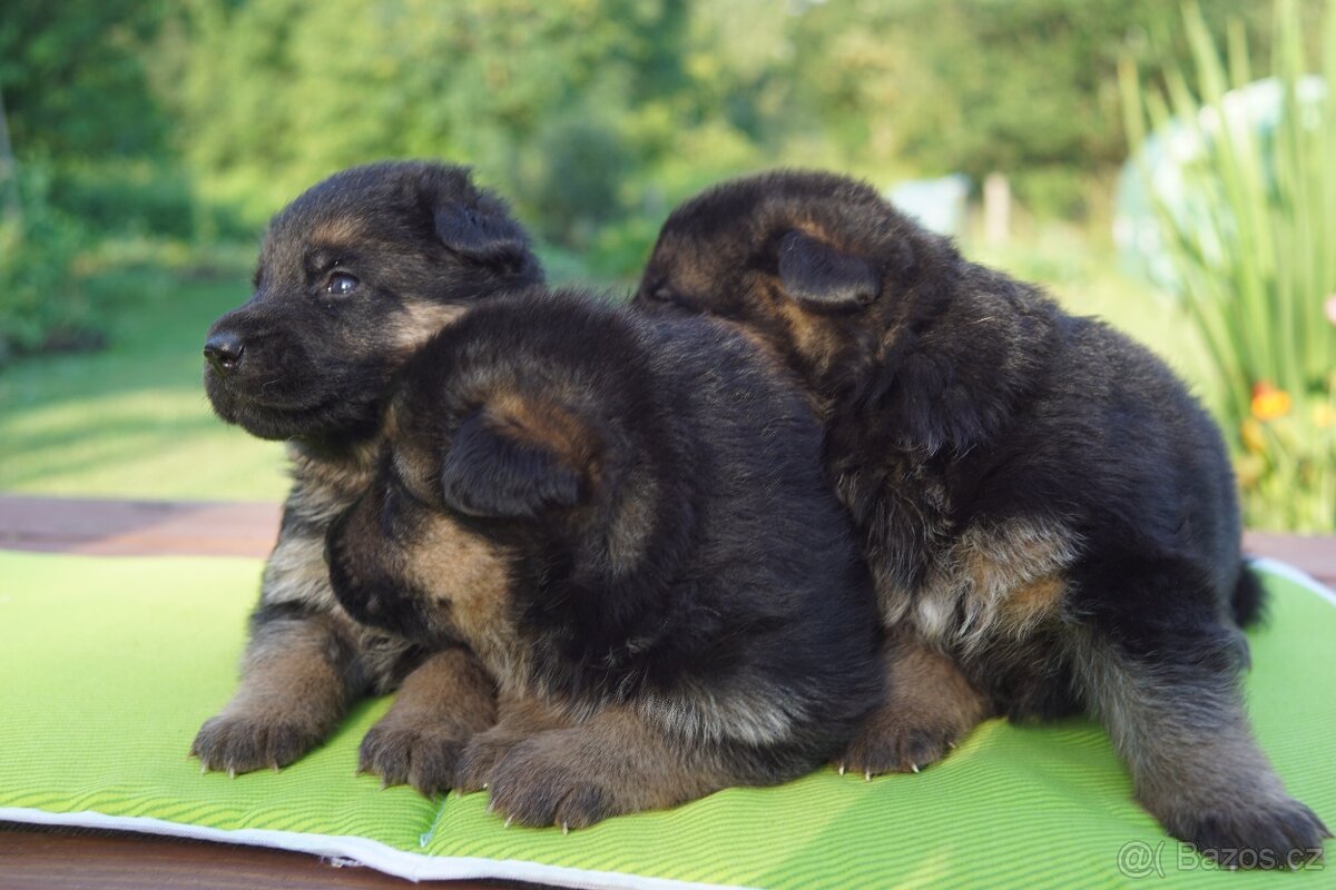 NEMECKY OVCZAK REX - 4