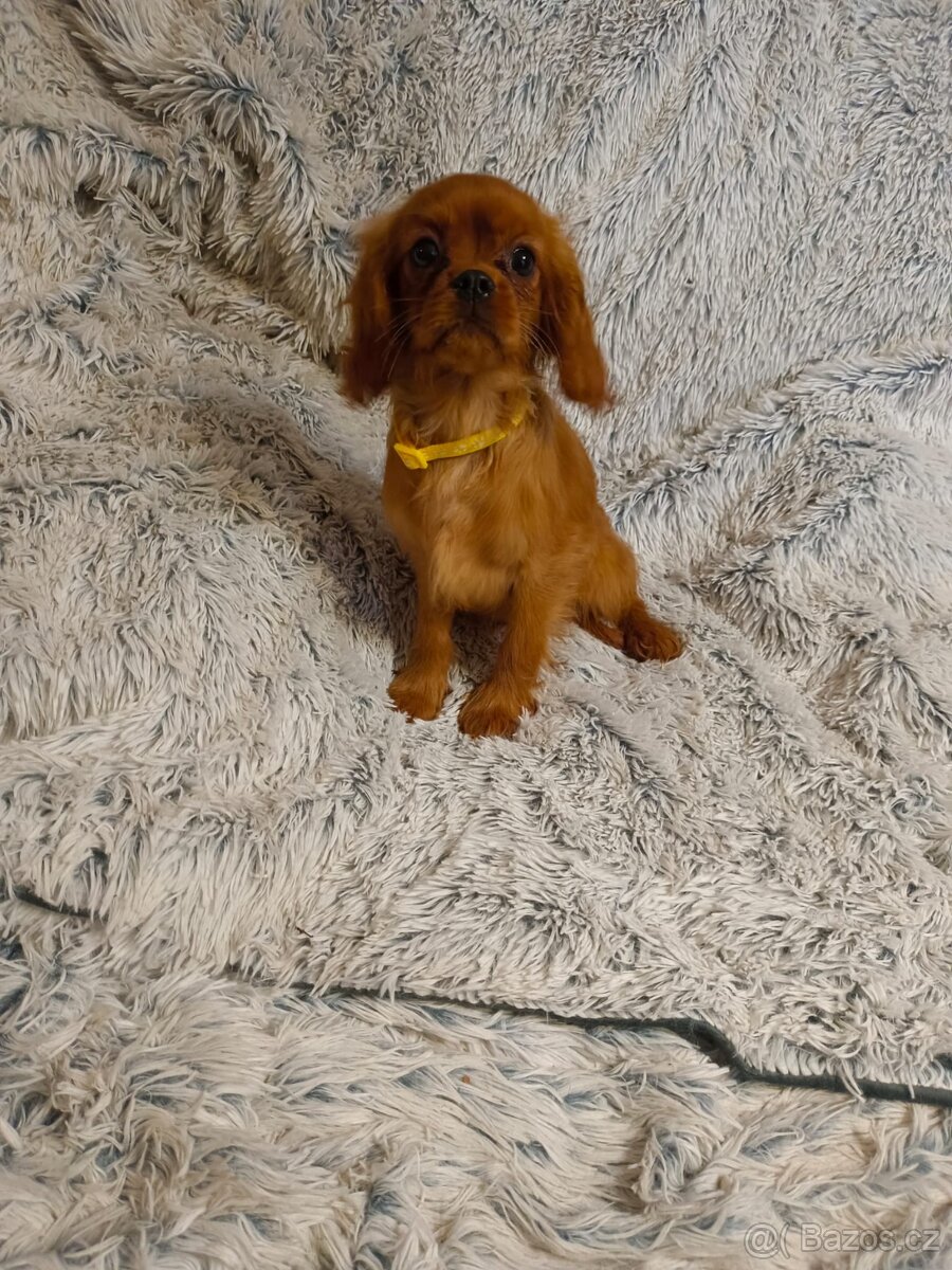 Kavalír King Charles Španěl - 4