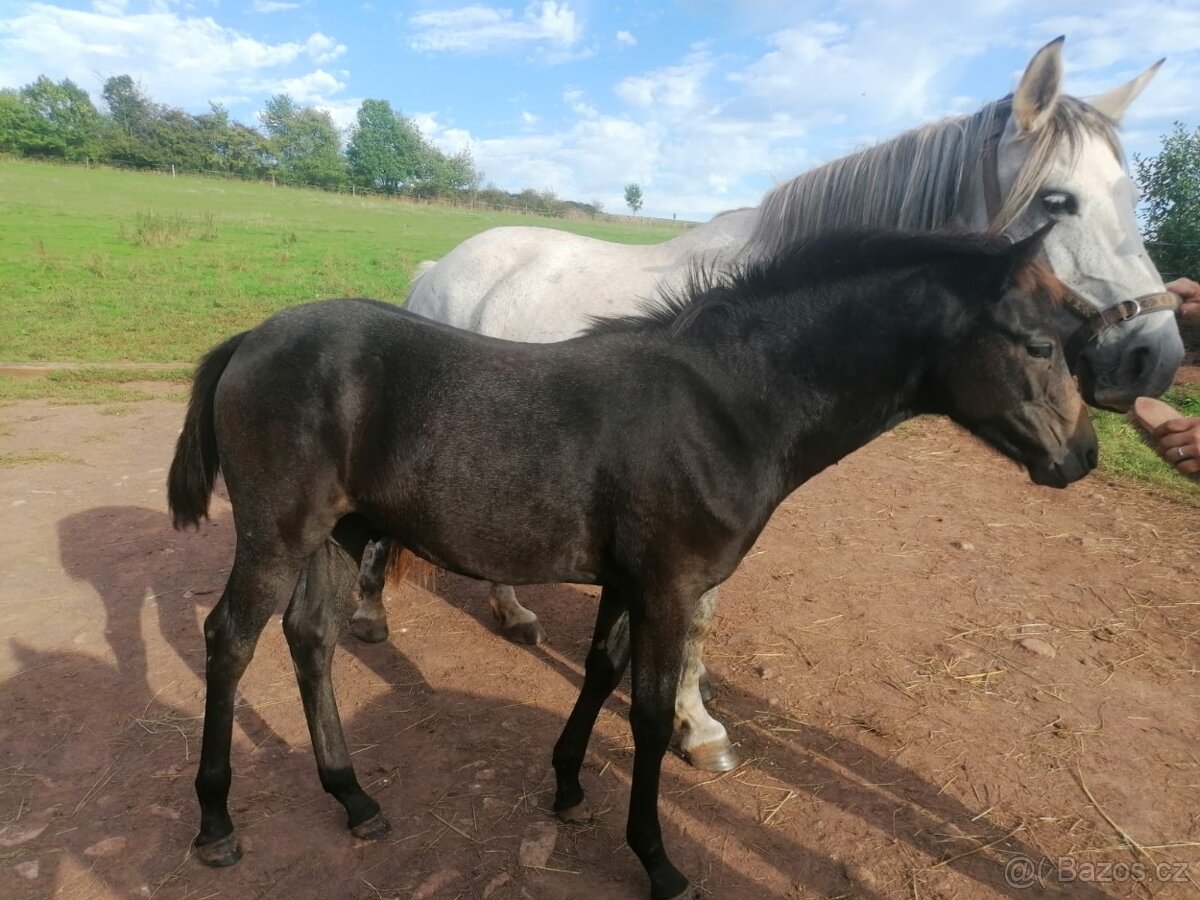 Letošní pony hřebeček - 4