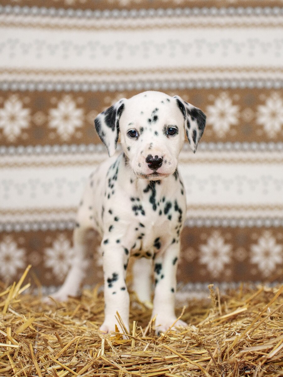 Prodej štěňátek - Dalmatin - 4