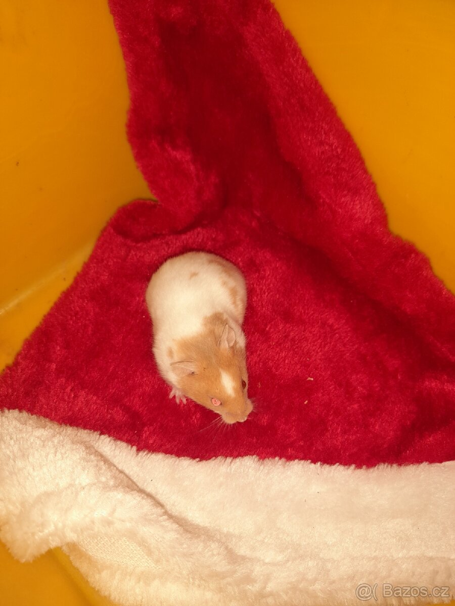 Křeček syrský - 4