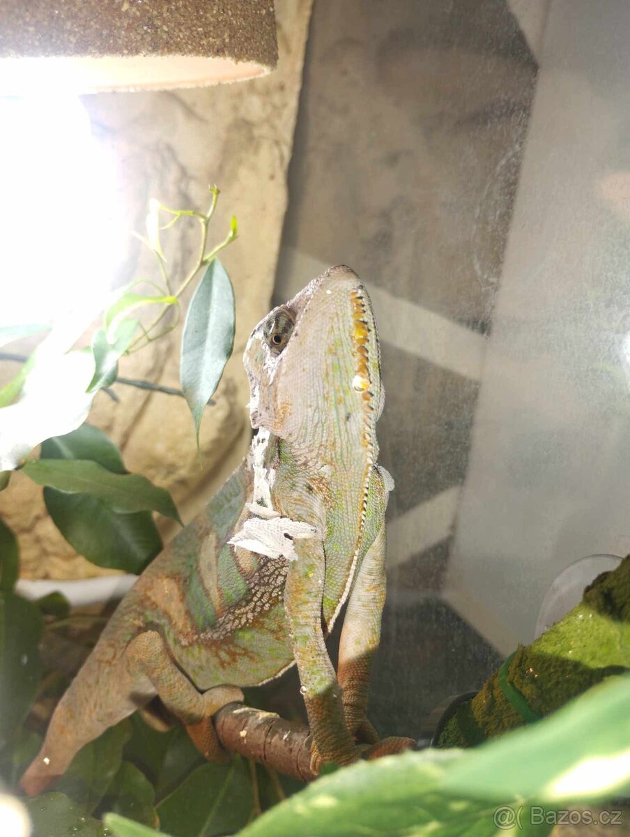 Chameleon jemenský - 4