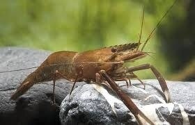 kreveta čokoládová-Macrobrachium dayanum - 4