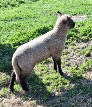 Prodám jehňata - 4