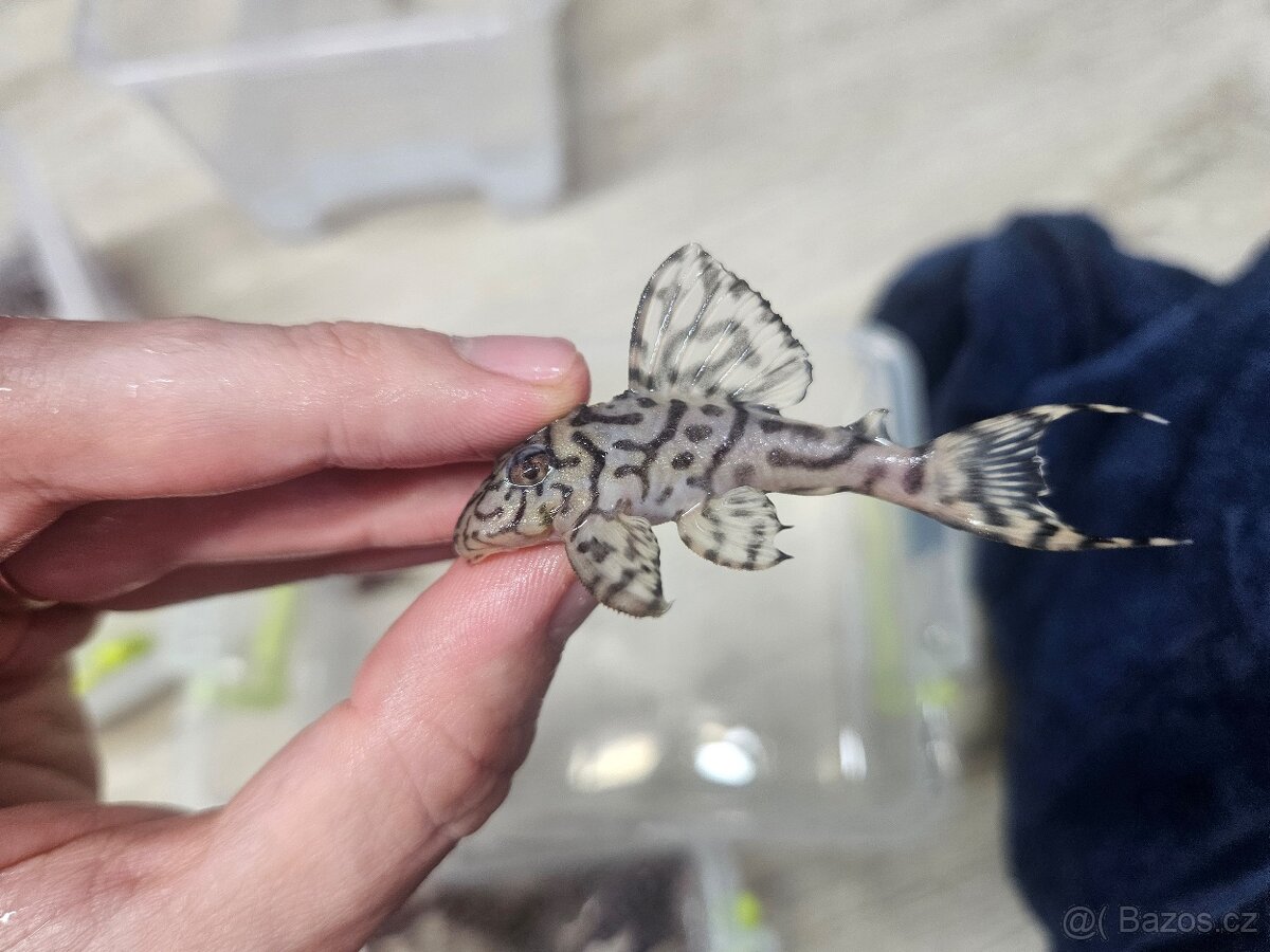 L 236 Creme - odchov - 4