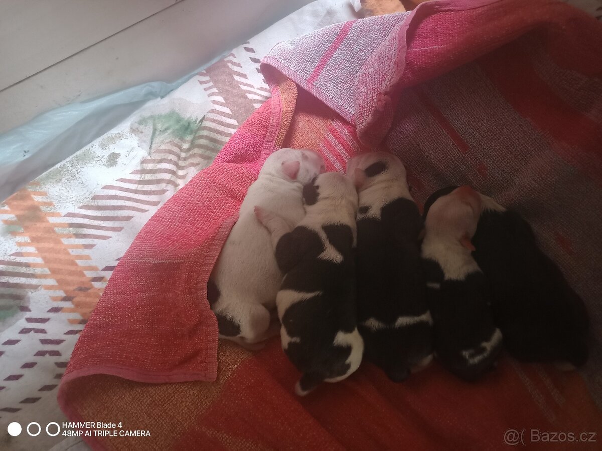 Stafordširský bulteriér - 4