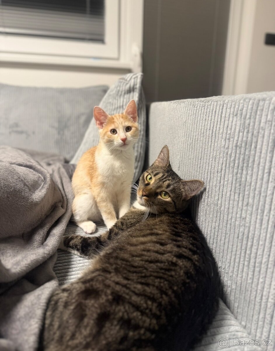 daruji kastrovaného kocoura - 4