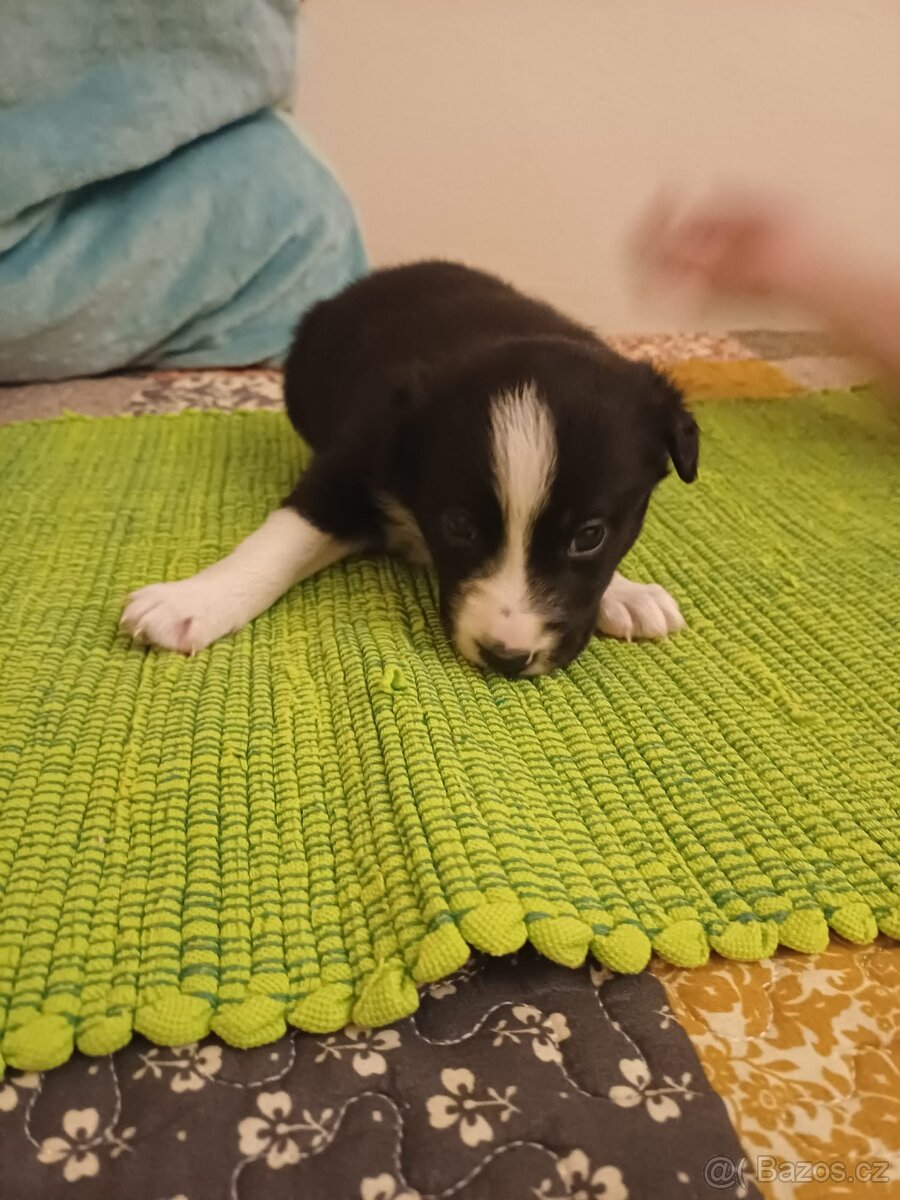 Štěňata Border Kolie - 4