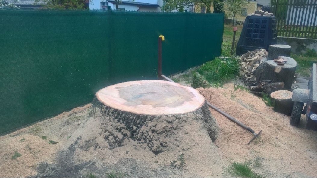 Rizikové kácení stromu - 4