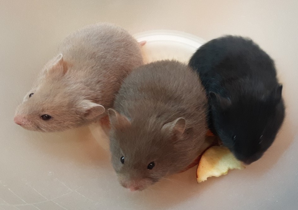 Křeček syrský/zlatý - mláďata - 4