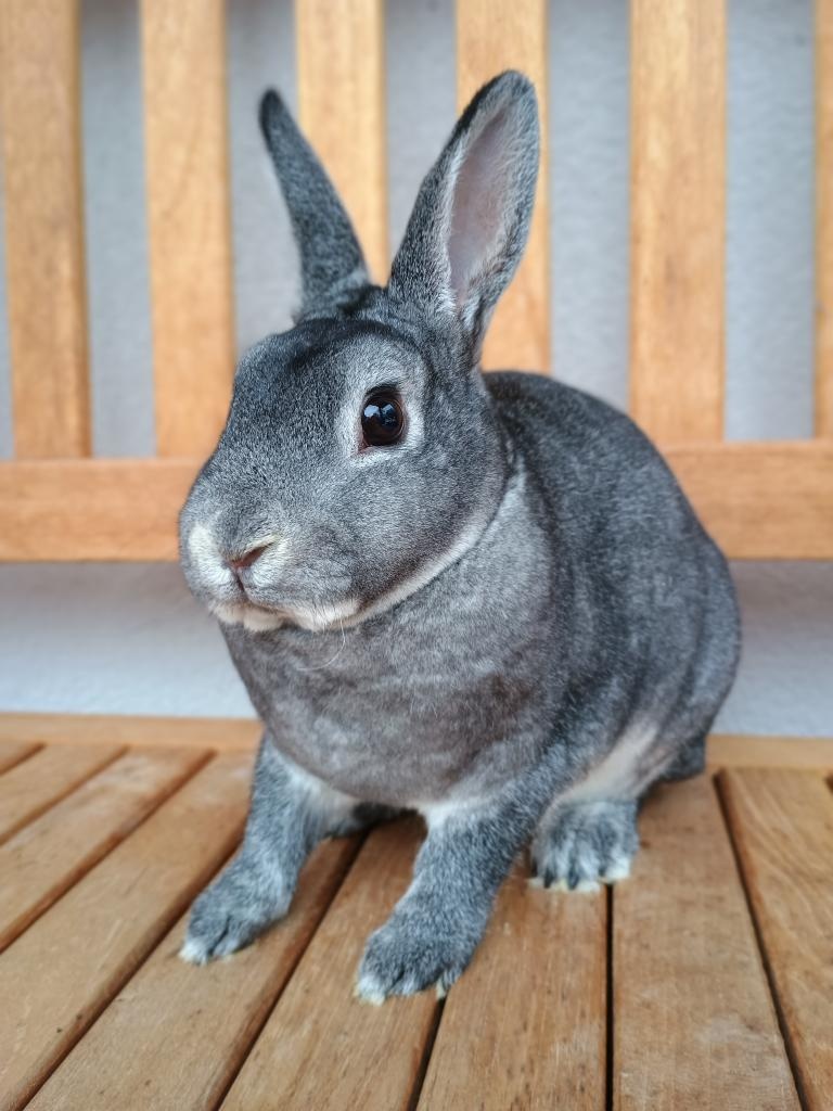 Zakrslý rex činčilový samičky - 4