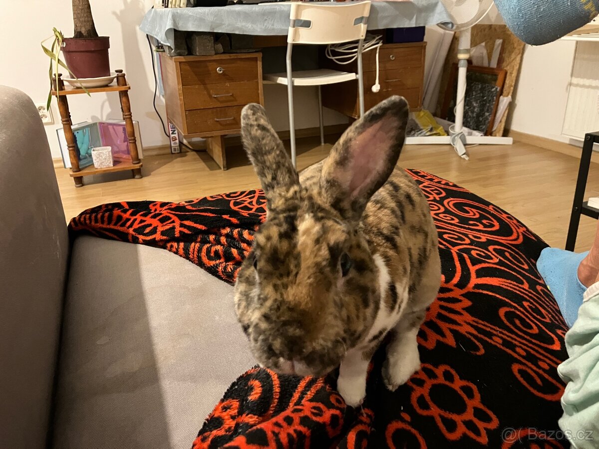 Zakrslý králíček Bunny - 4