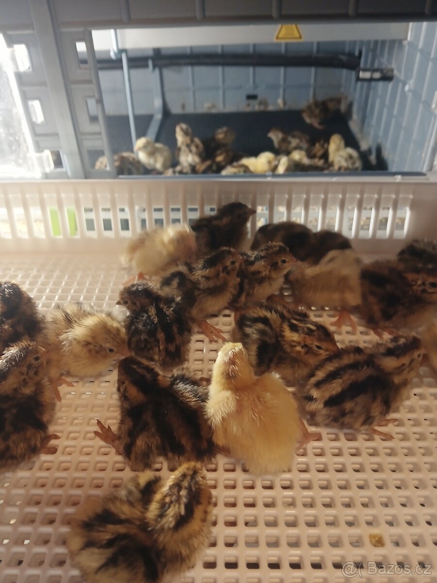 Nesexovana kuratka krepelky - 4