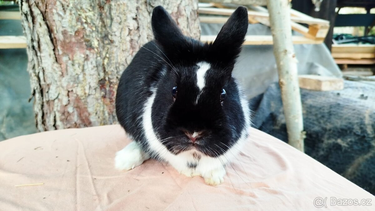 Zakrslý králík - 4