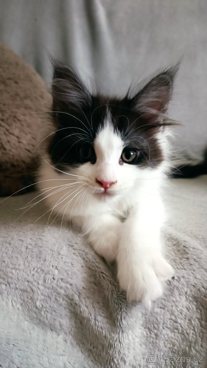 Mainská mývali bez PP - 4