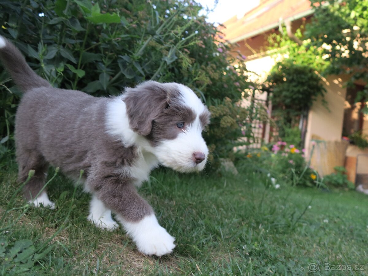 Bearded collie - bearded kolie s PP - 4