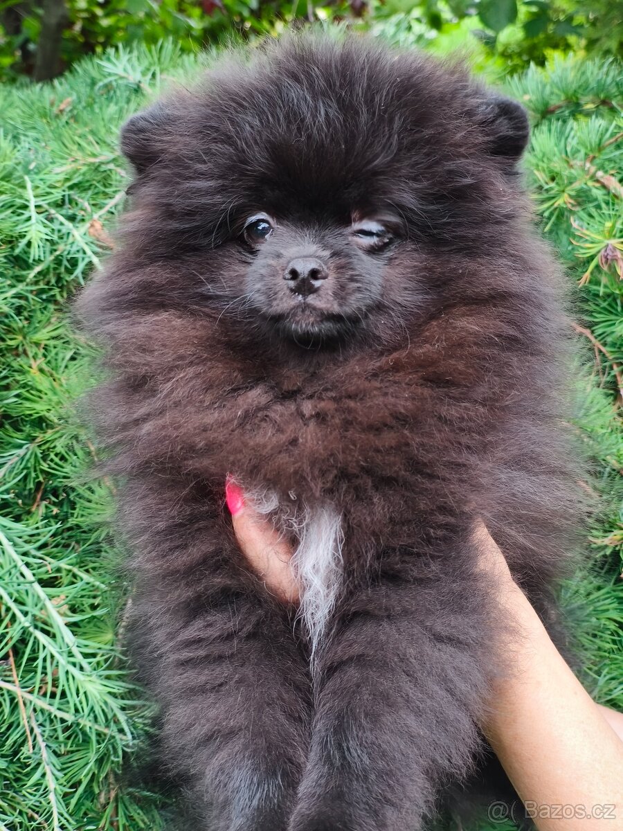 Pomeranian s pp - 4