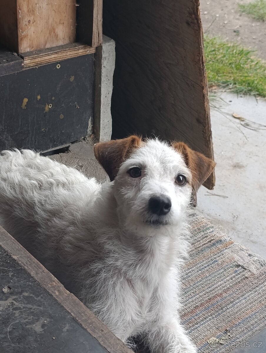 Prodám fenku Jack Russell teriér - 4