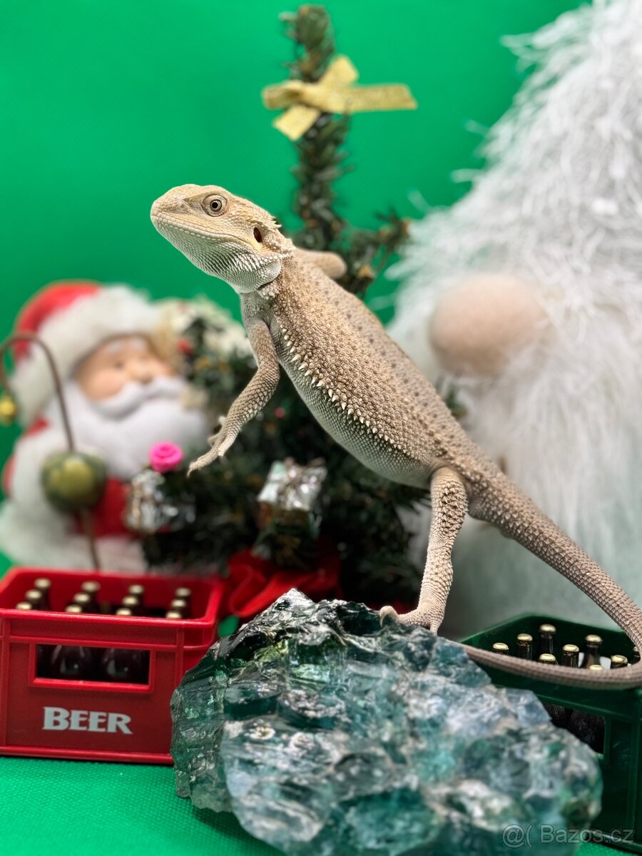 Agama Vousatá-Nejkrásnější mláďata sezóny - 4