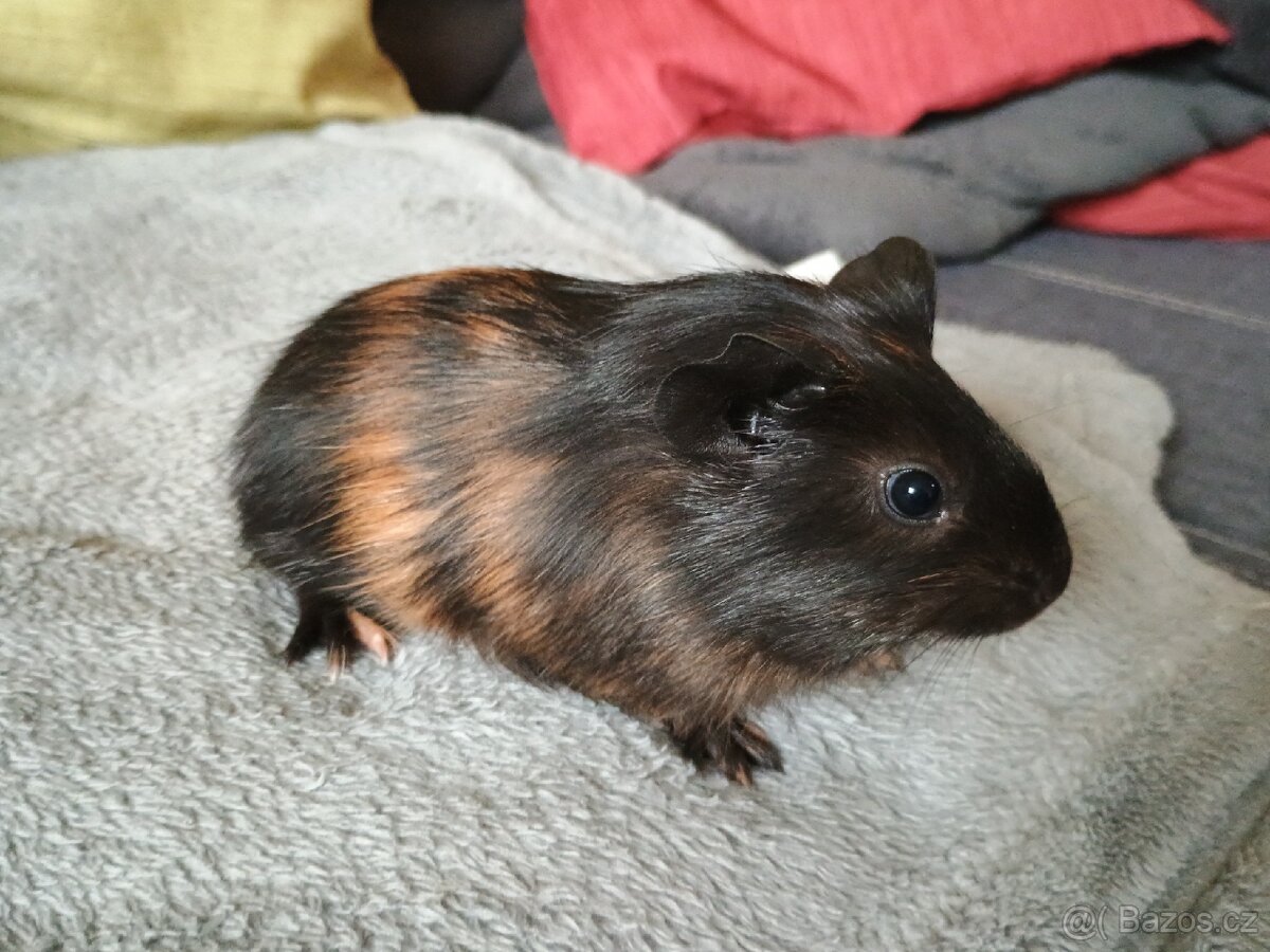 Morče sameček Vizovice - 4