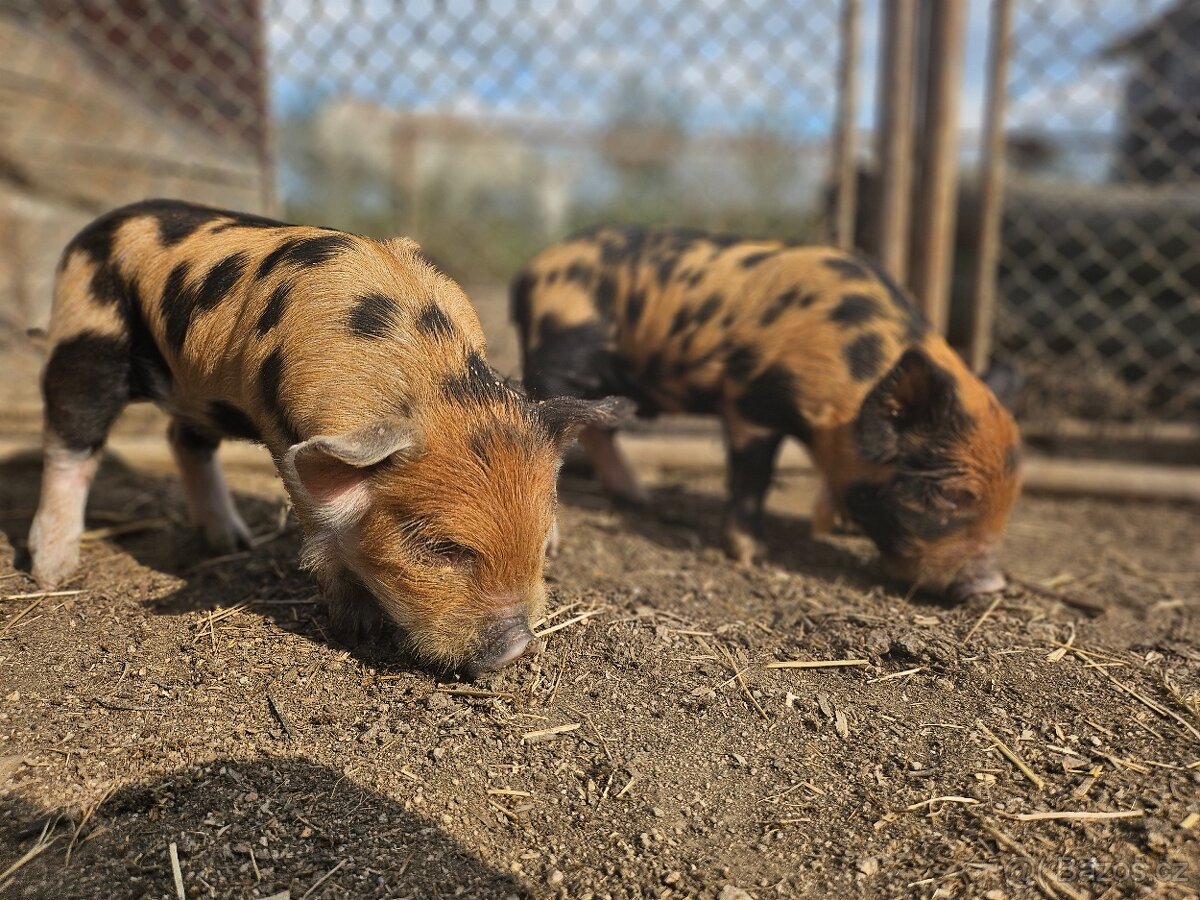 Kune kune s POP a genetickou testací - 4