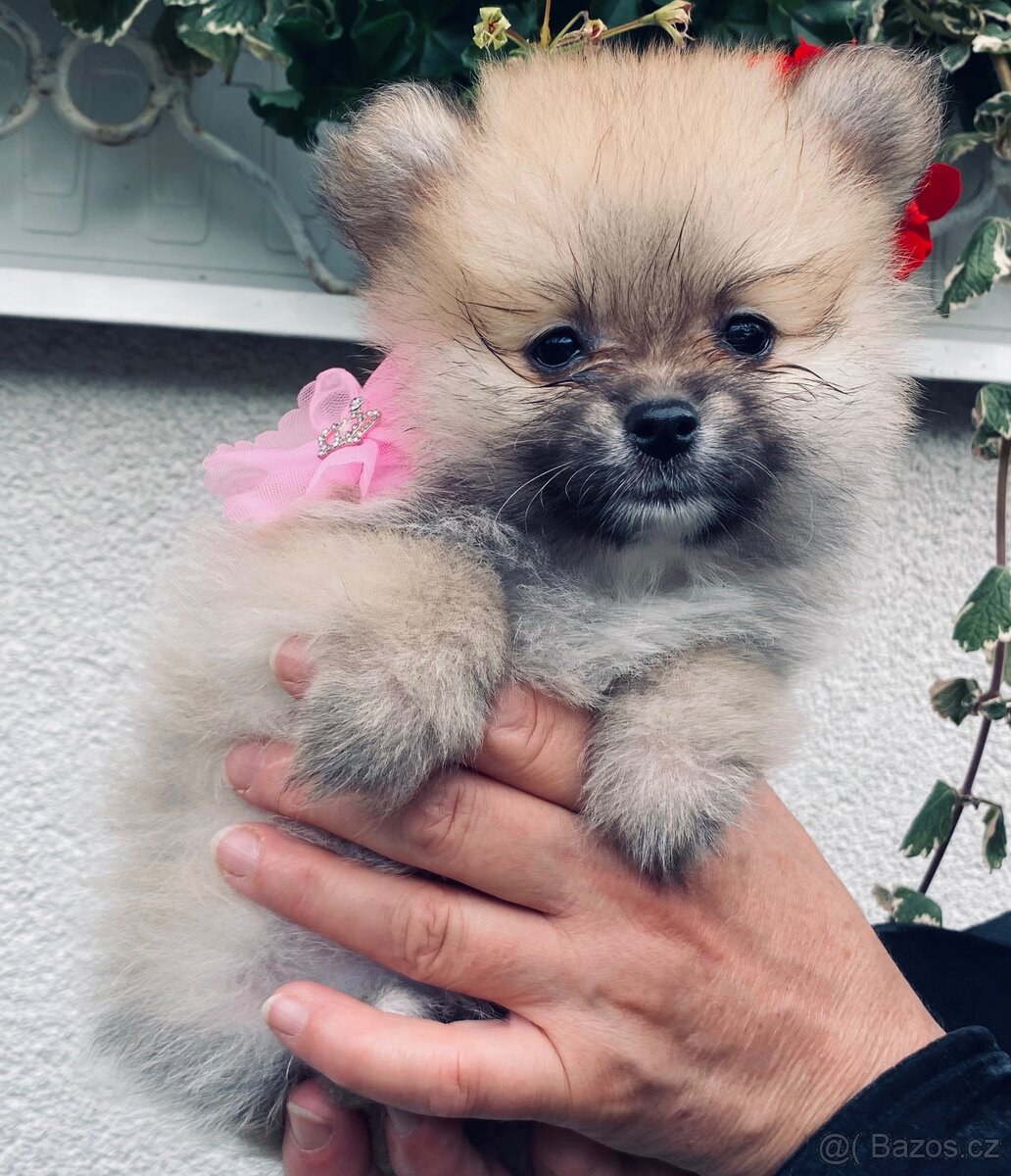Pomeranian štěňátka bez PP - 4