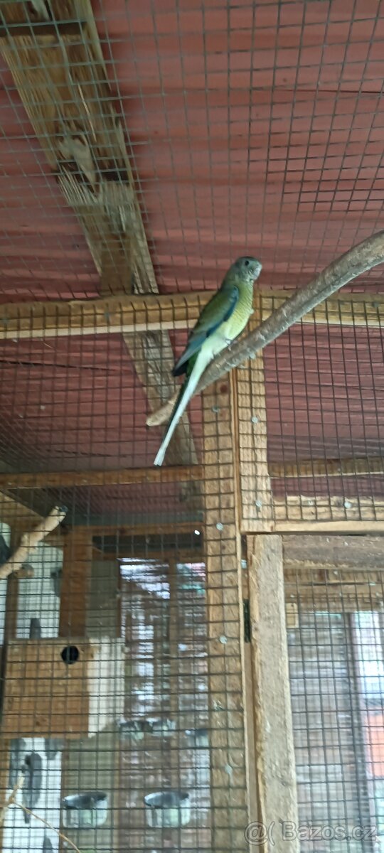 Papoušek zpěvavý - 4