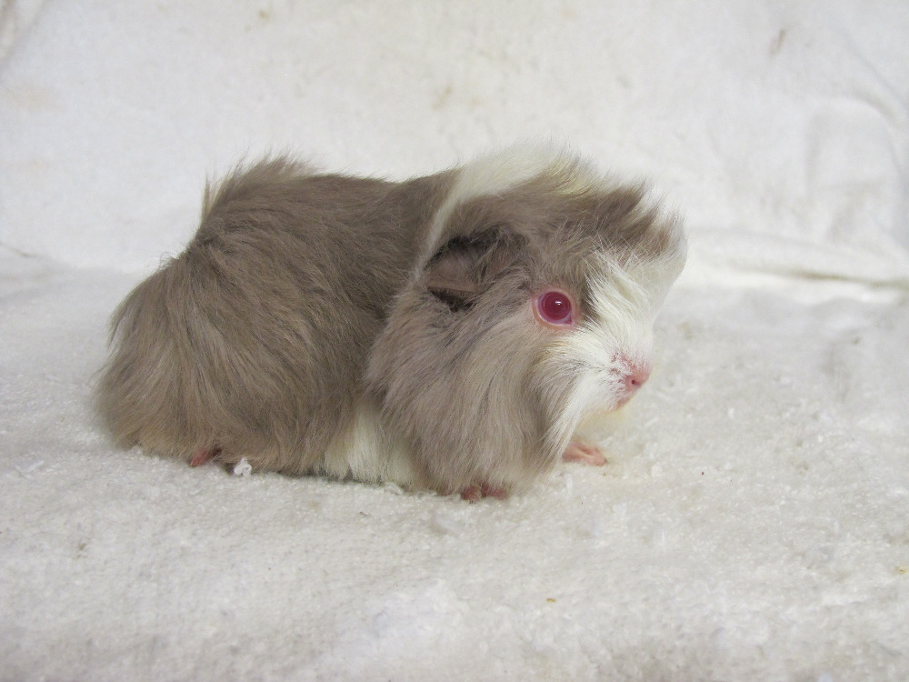 Morčata peruánská hledají nové páníčky - 4