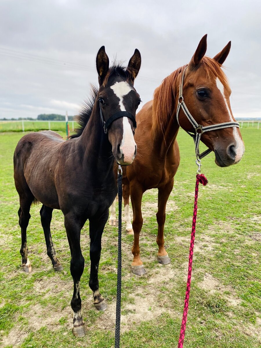 Poloviční American Paint Horse - 4