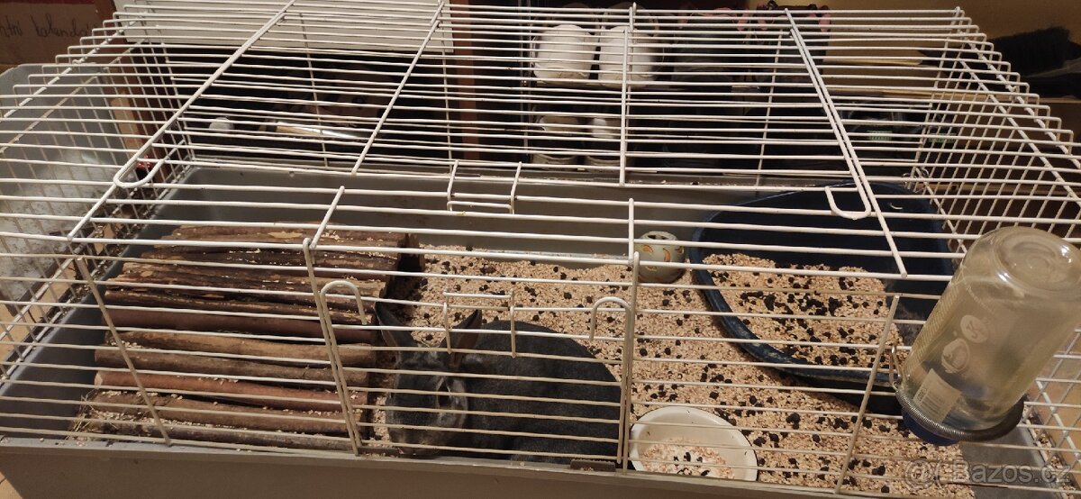 Zakrslý králík Rex s klecí - 4