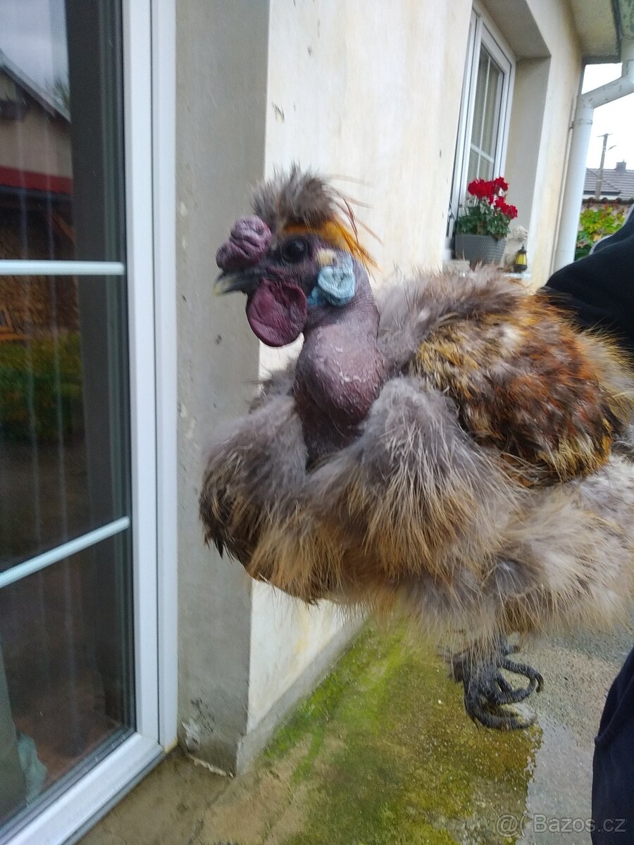 Kohouti Hedvábničky holokrčky a bílé velké vousaté - 4