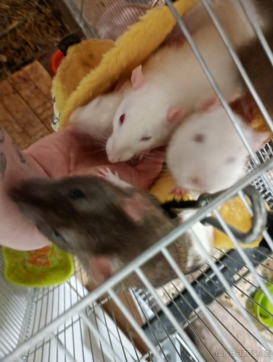 Daruji potkanky - 4