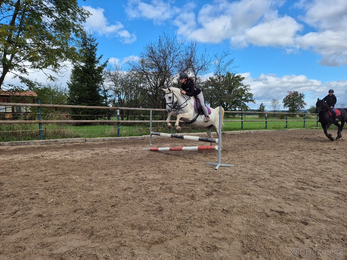 Shagya arab klisna 16-let - 4