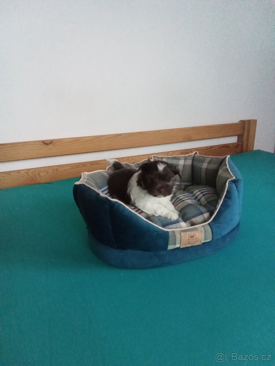 Jorkšírský teriér - 4