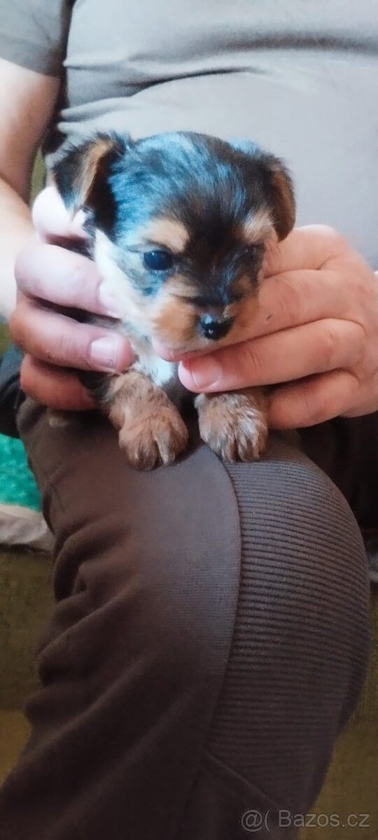 Yorkširsky teriér - 4