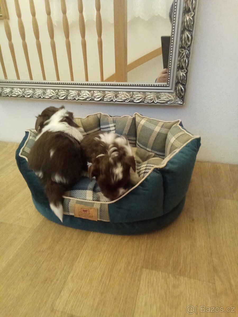 Jorkšírský teriér štěňata - 4