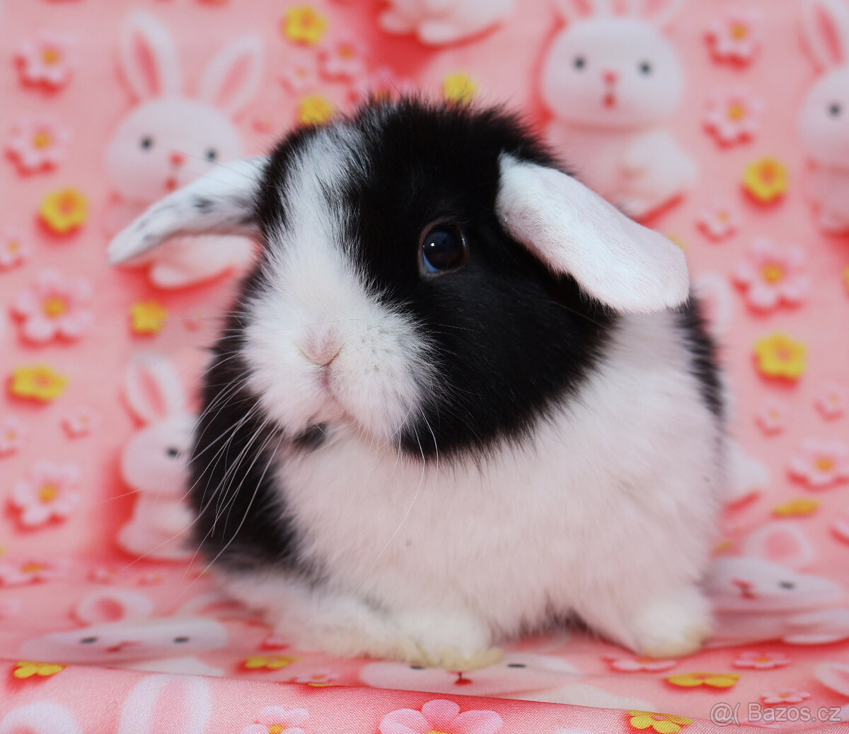 WO Zakrslý beránek s VP , maličká samička - 4