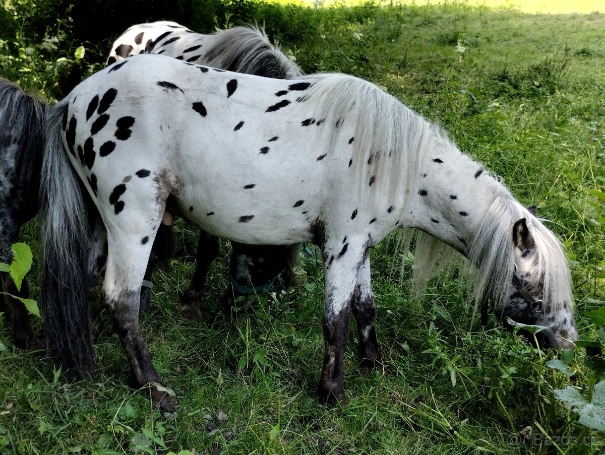 🐎Miniaturní hřebečci🐎 - 4
