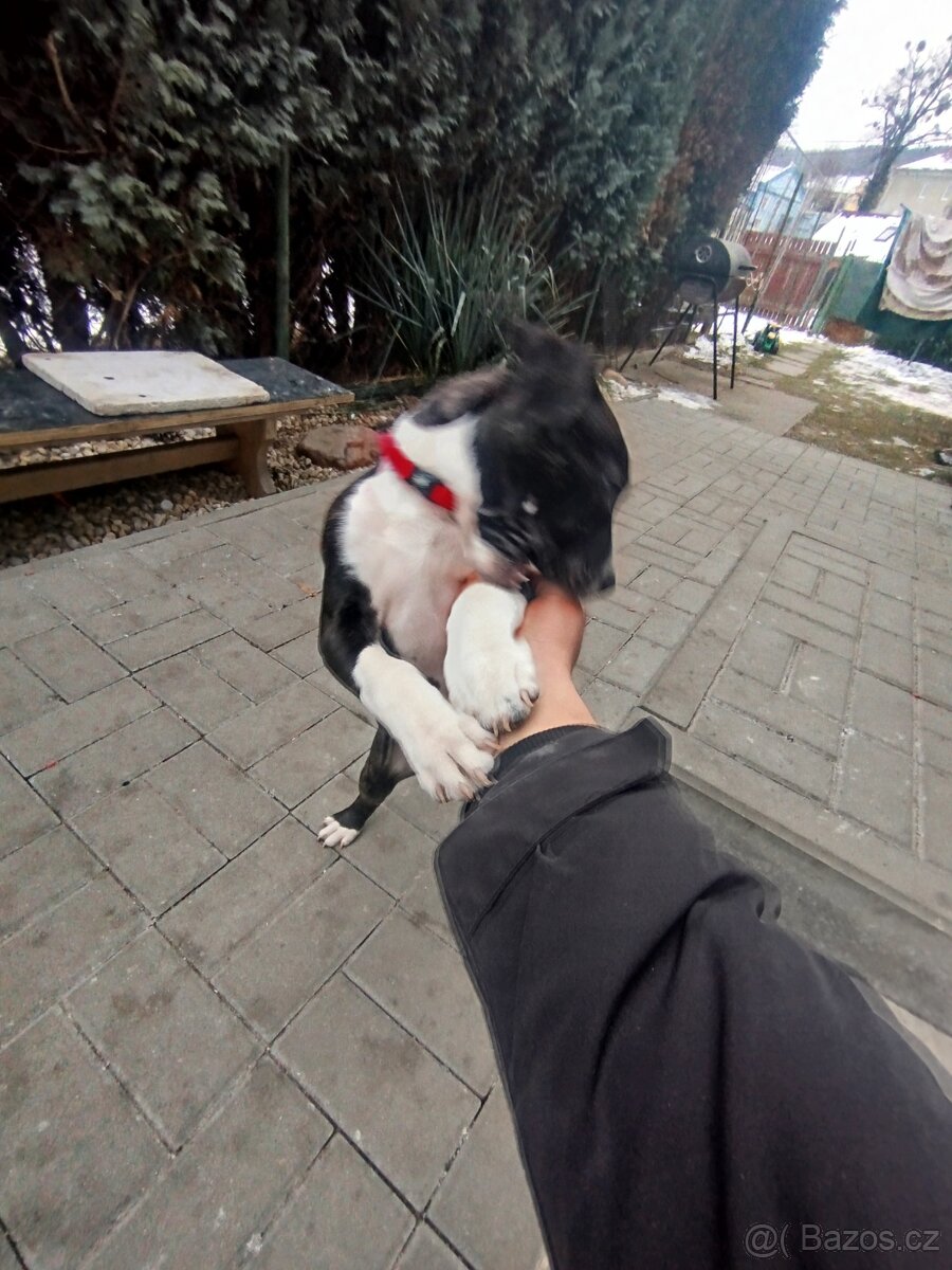 Americký Stafordšírsky teriér s PP 🐶 🐾 🩵 - 4