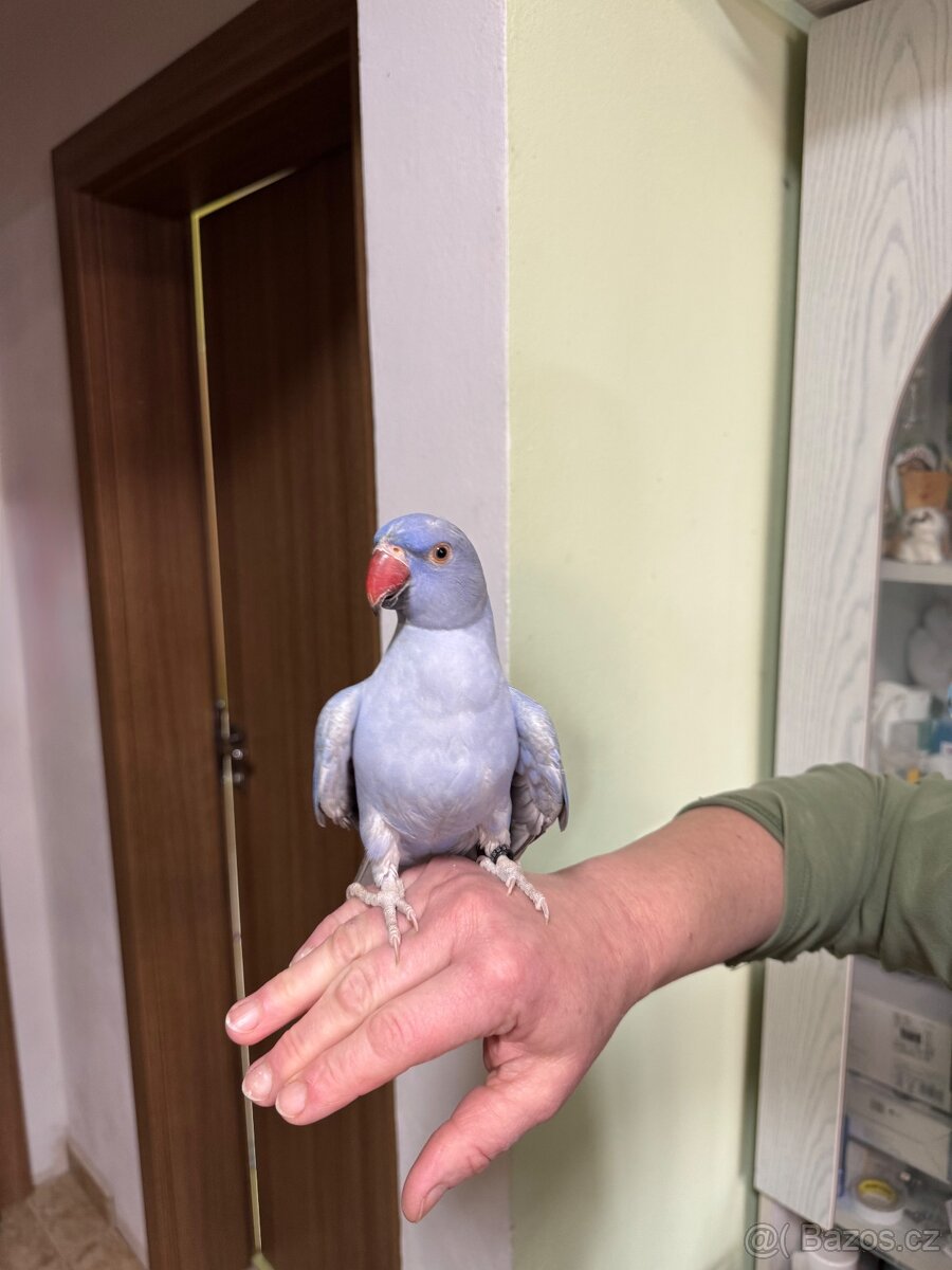 Alexandr malý krotký - 4