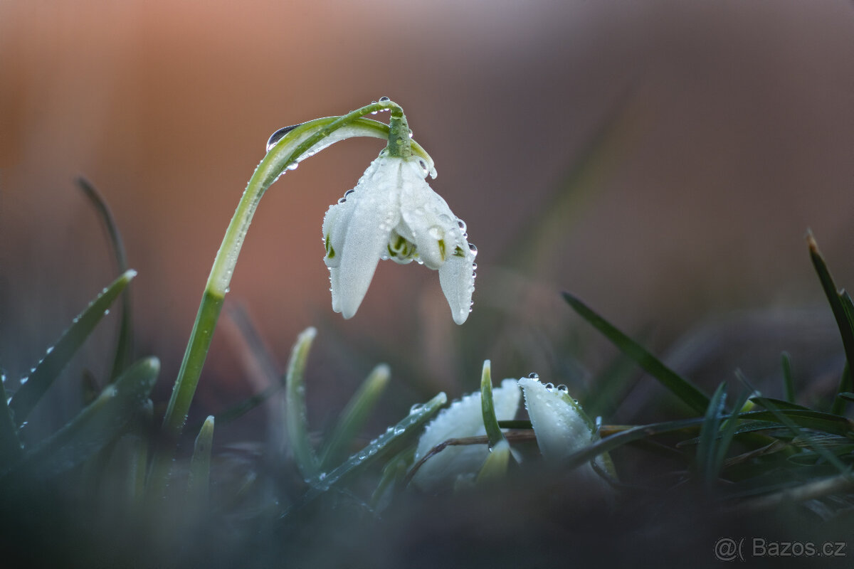 Pentacon 200/4 M42 - 4