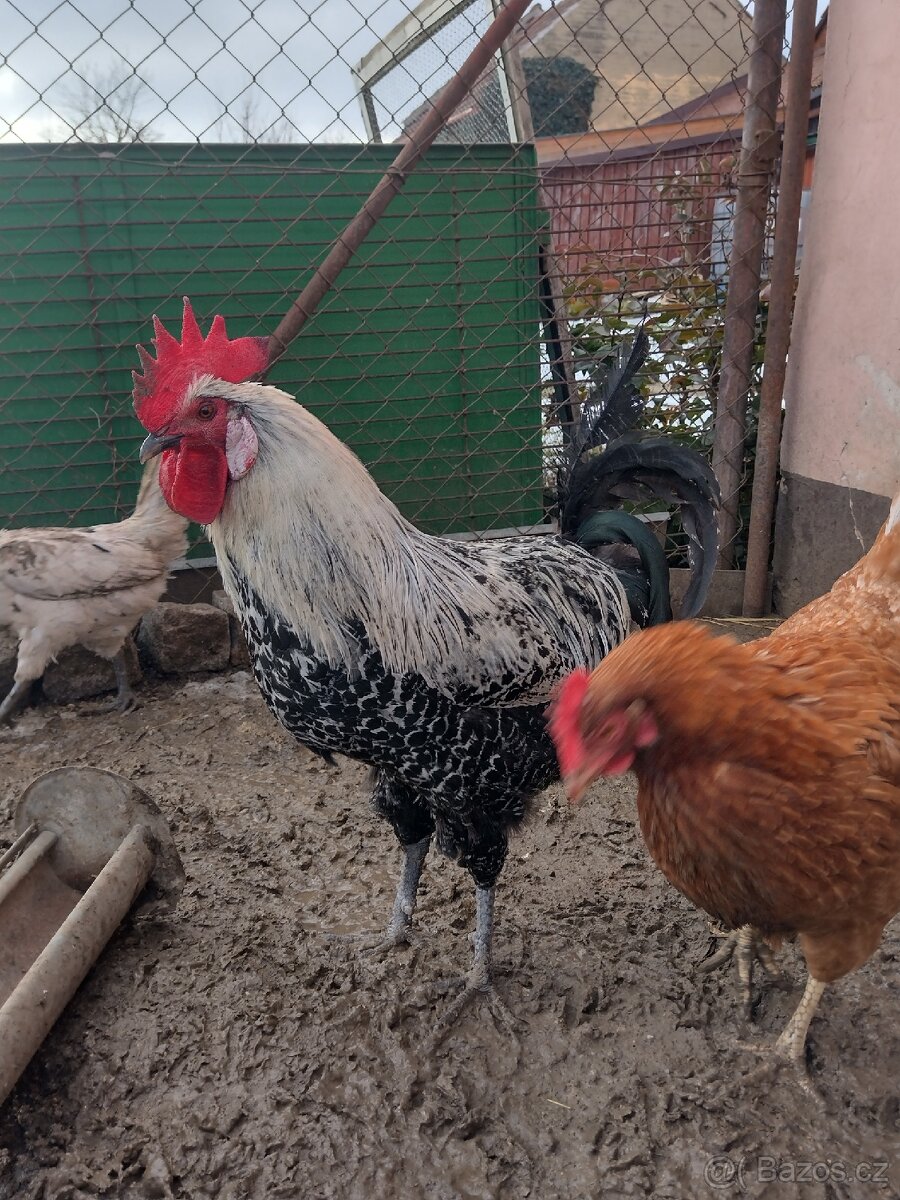 Prodám dva kohouty - 4