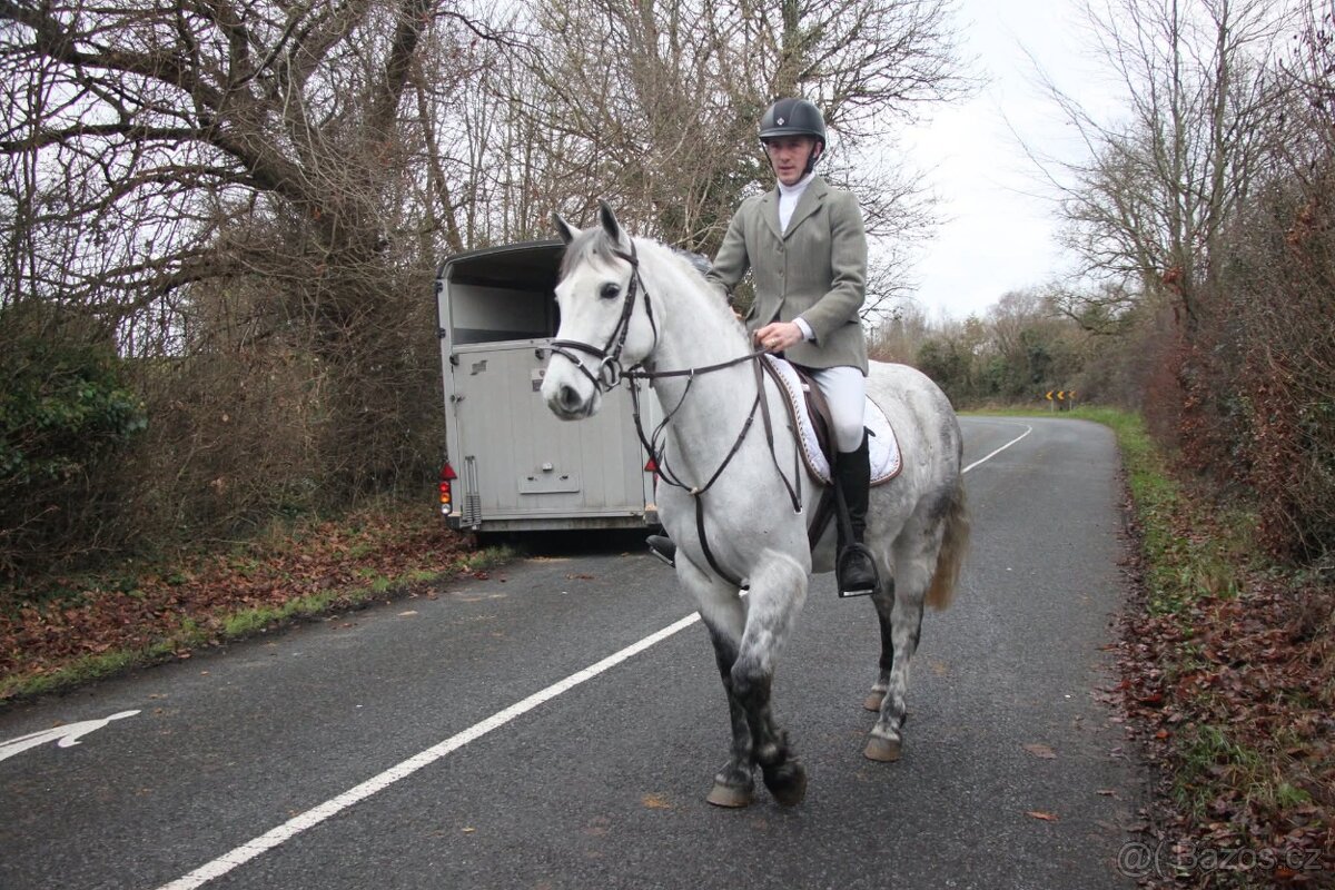 Connemara pony valach 5let - 4
