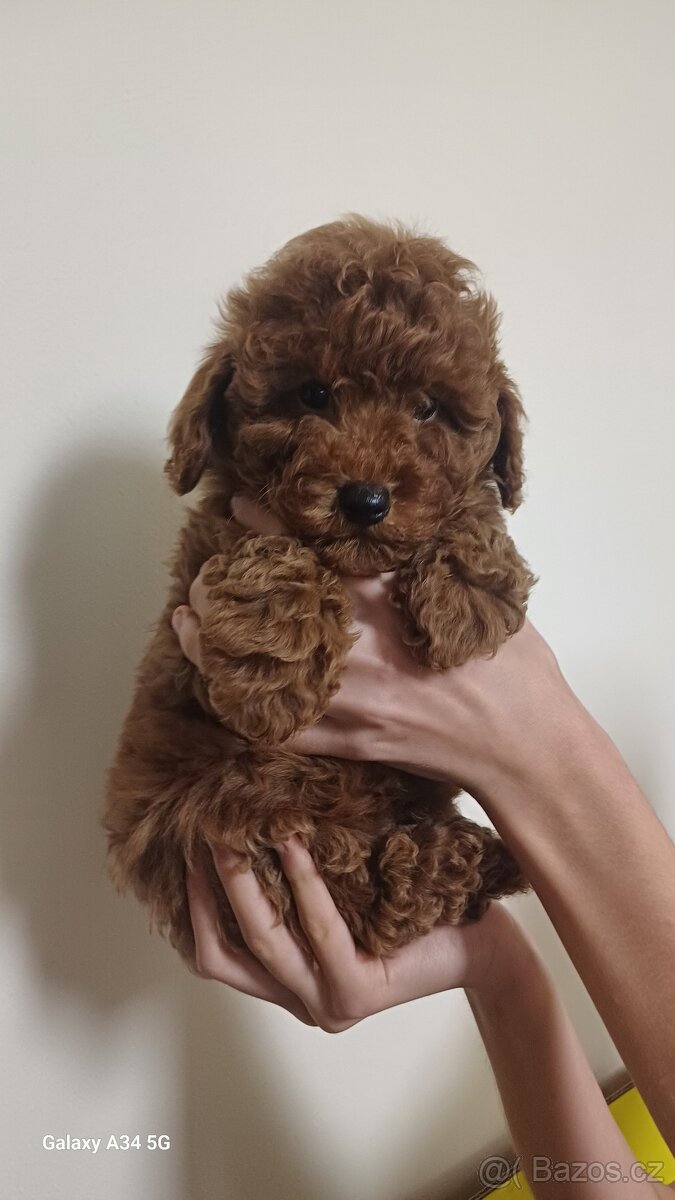 Štěňata červenohnědého toy pudla - 4